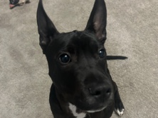 American Staffordshire Terrier – Help find this cutie a new home! – Wylie