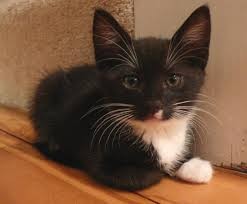 American Shorthair – KITTINS for sell – Calimesa