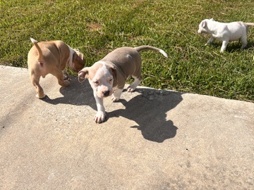American Pit Bull Terrier – 5 puppies 3boys/2girls – Lake Charles