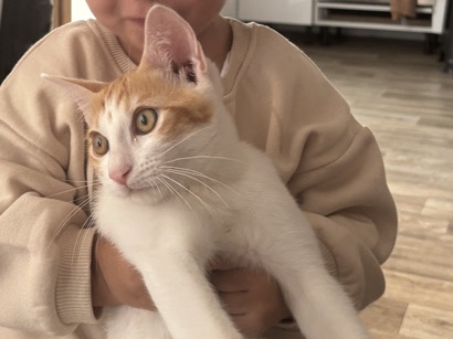 European Shorthair – À donner : Chat roux et blanc d’1 an – câlin, joueur et fan des enfants 😻 – Montreuil