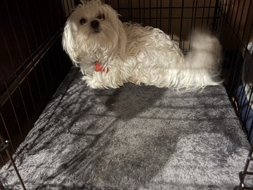 Maltese – Need Home ASAP Male Maltese – Kenosha