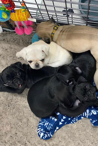 Pug – pug puppies