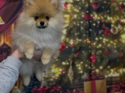Pomeranian – Pomeranian Spitz – Сміла