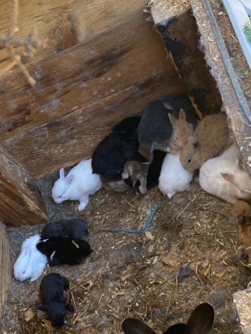 American – selling pet rabbits