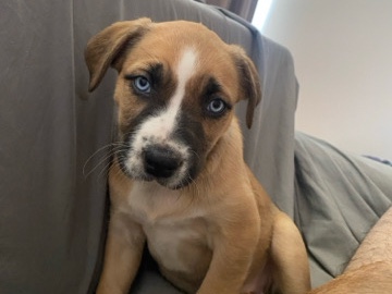 Husky x Staffy Pups for sale