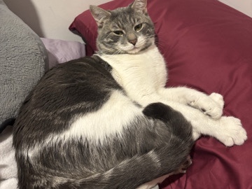 British Shorthair – Affectionate Male Cat needs a home – New York