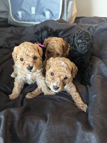 toy Poodle