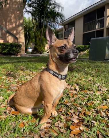 Chihuahua – ReHome
