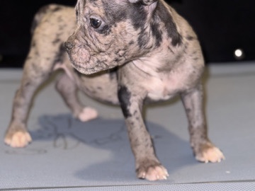 American Pit Bull Terrier – Precious – Utica