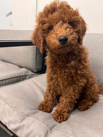 Poodle – Mini golden doodle