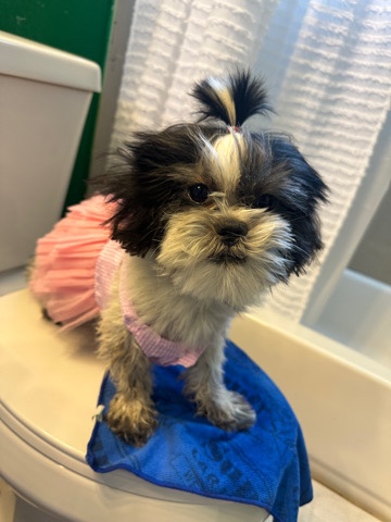 Shih Tzu – shih Tzu