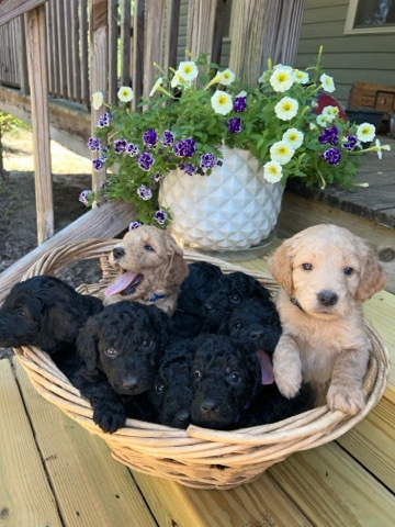 f1b goldendoodle puppies