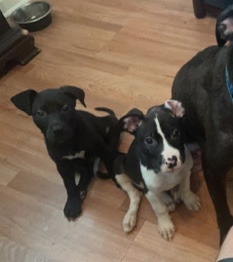 Labrador Retriever – puppies