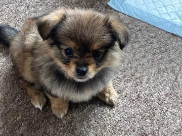 Miniature Pinscher - miniture pincher X pomeranian puppies  available for adoption in London