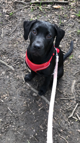 Labrador Retriever – 6 month old lab cross
