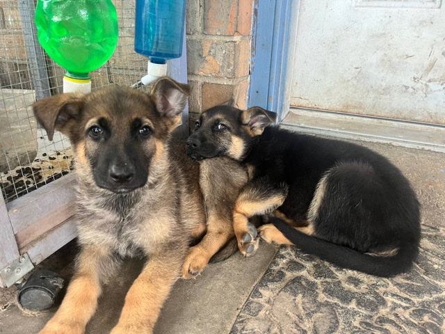 German Shepherd – puppies for sale just cash only