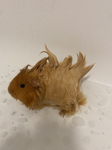 Any – 2 female guinea pigs for sale