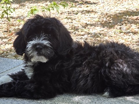 Labradoodle – Labradoodle Puppy – Union City