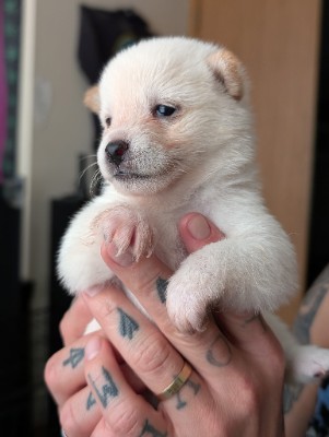 Shiba Inu – Shiba Inu Puppies Looking for Their Furever Homes! – Columbus