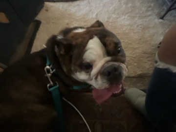 Olde English Bulldogge – Please buy coco!! she needs a home – Lucerne Valley