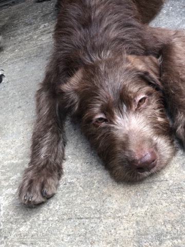 Irish Wolfhound – brown irish wolfhound