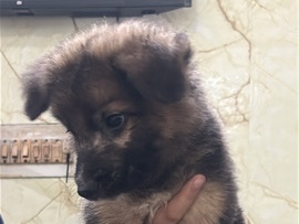 German Shepherd – german puppy double coated – Lucknow