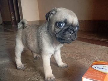 little pug dog sales 