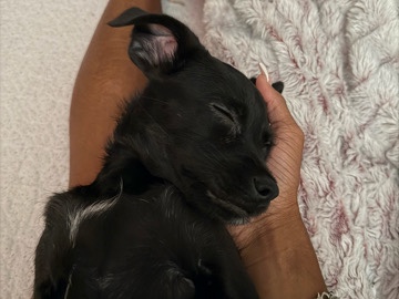 Chihuahua – Adorable Pedigree Chihuahua Puppy – 4 Months Old – Houston