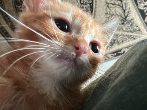 American Shorthair – Friendly American Shorthair Kitten – 6 Months Old – Birmingham