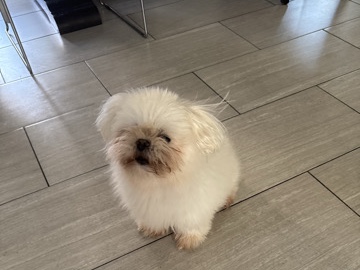  Maltese