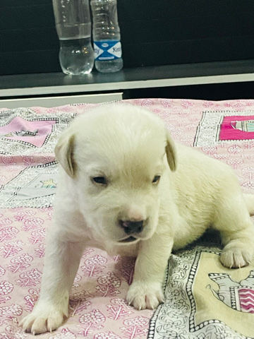 Golden Retriever – white mell retriever babies