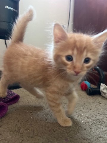kitten boy