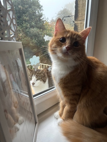 Ginger Female Cat