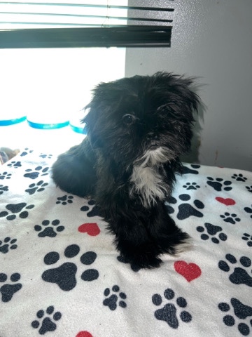 Shih Tzu – New Pup Nevada