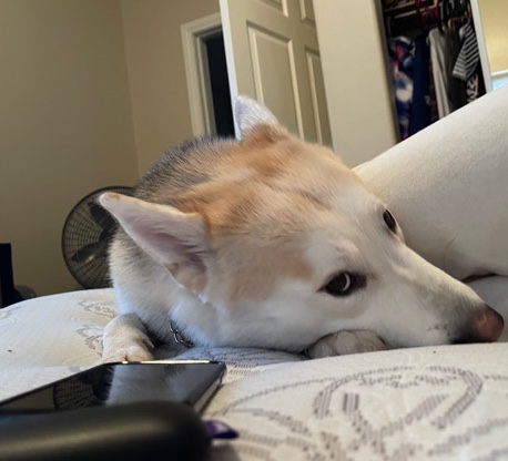Siberian Husky – Cute Husky ☺️