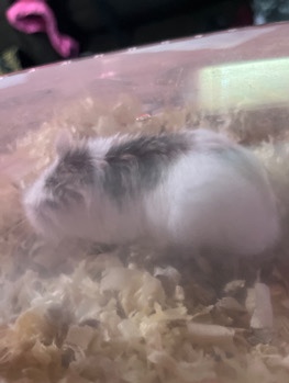 Hamster