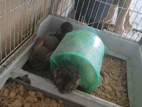 chinchillas 