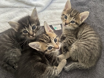 cutie kittens – Nashville