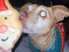 Mollie Ollie’s a Chihweenie & a middle aged woman 