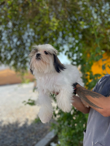 Shih Tzu – shih Tzu Dogs