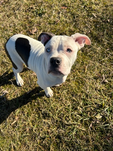 American Bulldog – Standard female bully