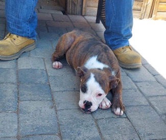 Olde English Bulldogge – very sweet loving pup needs home
