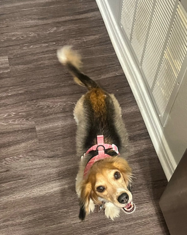Beagle – New home for Molly