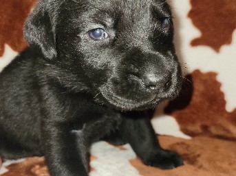Labrador Retriever – CKC Black Lab – Cleveland