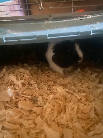 Guinea pig