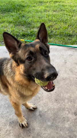 German Shepherd – German Shepard