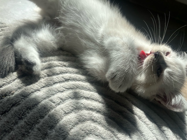 British Shorthair – Mein kitten sucht ein neues Zuhause – Gelsenkirchen