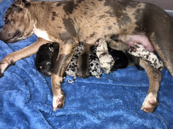 Cane Corso – Cane Corso Catahoula Puppies – Des Arc