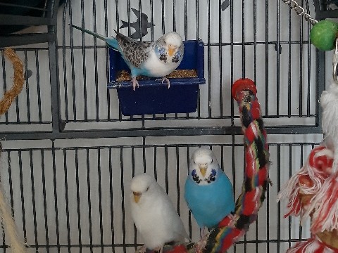 Parakeet – WELLENSITTICHE SUCHEN DRINGEND EIN NEUES ZUHAUSE