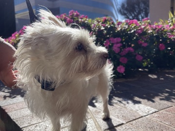 West Highland White Terrier – West Highland White Terrier – Los Angeles